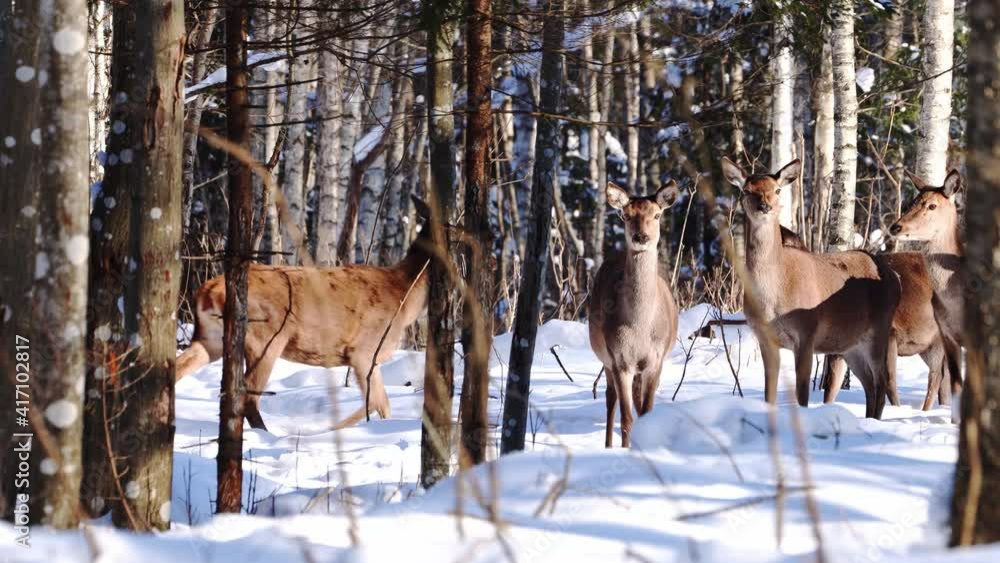 Red deer walking in winter forest. wildlife, Raising deer in their natural environment Red deer walking in winter forest. wildlife, Raising deer in their natural environment
