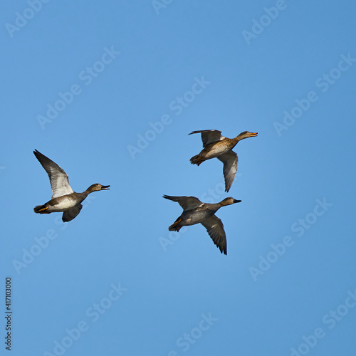Three gray geese in flight, isolated against clear blue sky, scientific anser anser