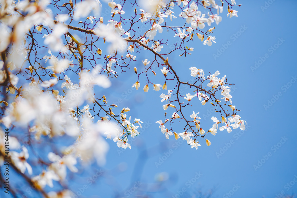 Gorgeous lush magnolia flowers in sunlight against blue sky.