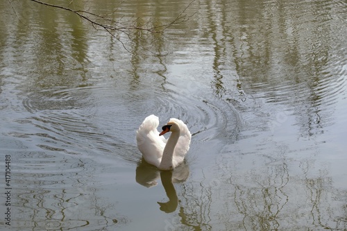 A swan swimming in a pond photo