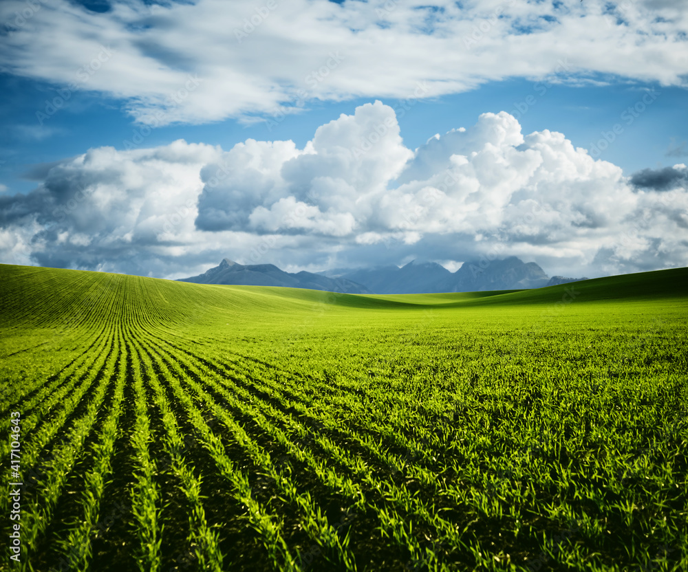 Rows of fresh green wheat in sunshine. Location place in Ukraine, Europe. Rows of fresh green wheat in sunshine. Location place in Ukraine, Europe.