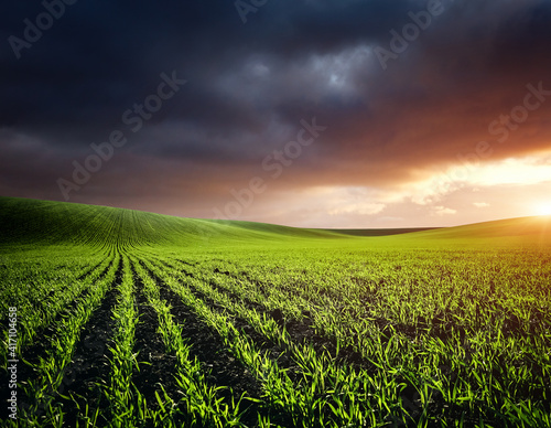 Rows of fresh green wheat in sunshine. Location place in Ukraine, Europe.