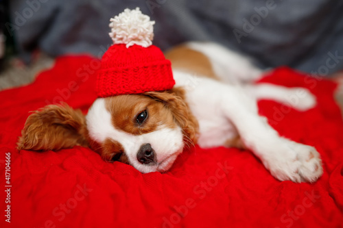 Sad puppy of beautiful brown white Cavalier King Charles Spaniel in a red santa hat on red background. Christmas is a sad holiday