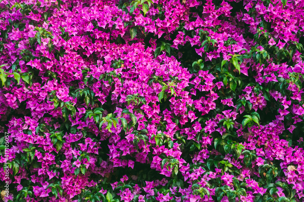 Delightful lush flowers in sunlight on the wall.