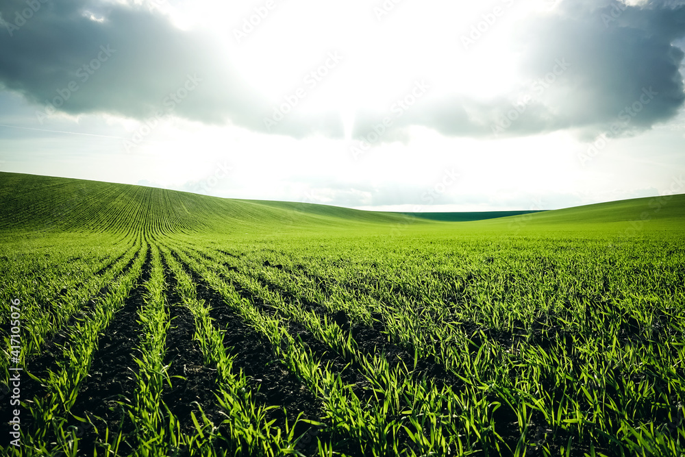 Rows of fresh green wheat in sunshine. Location place in Ukraine, Europe.