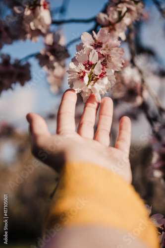 Stampa su Tela unrecognizable woman hand touching almond tree flowers at sunset in park