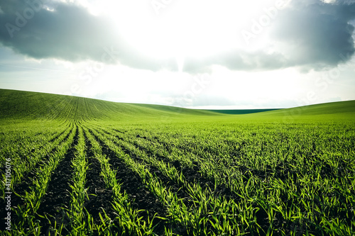 Rows of fresh green wheat in sunshine. Location place in Ukraine  Europe.