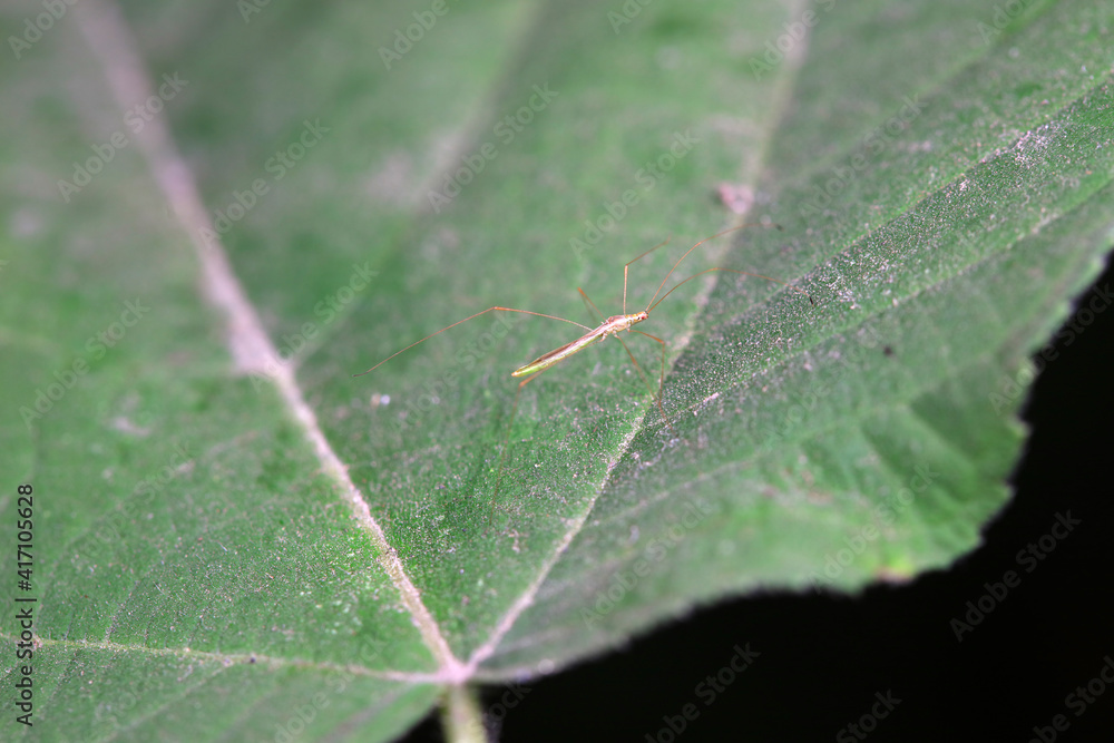 A bug inhabits a wild grass in North China A bug inhabits a wild grass in North China