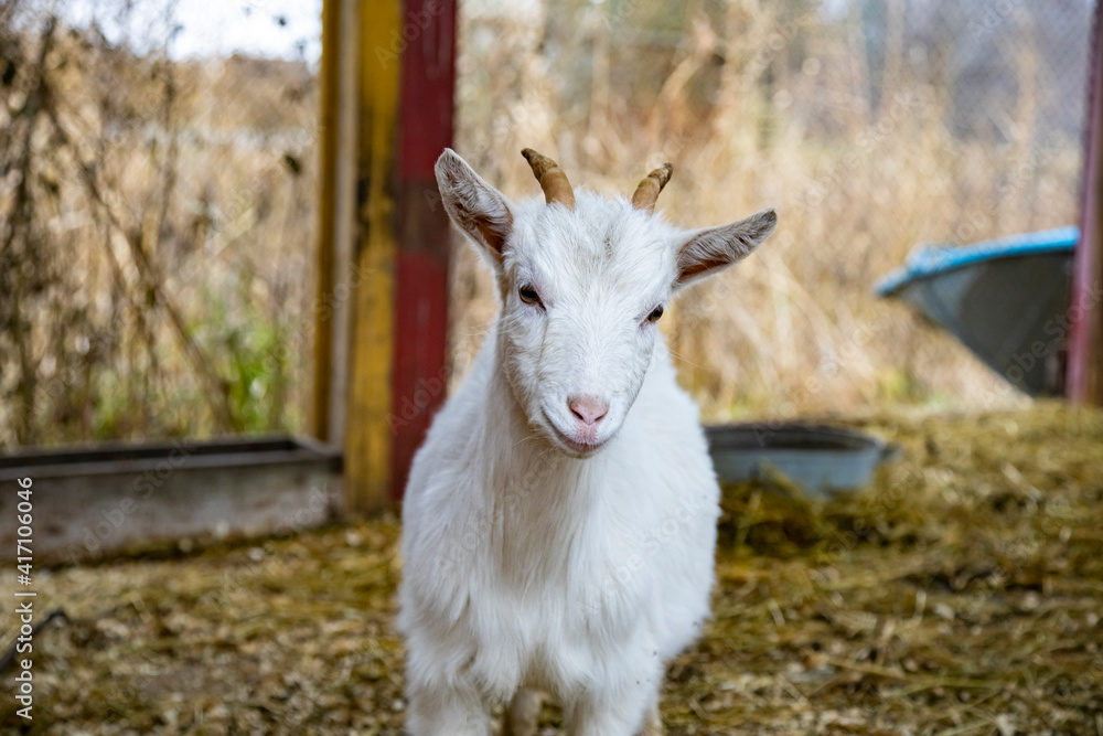 cute goat cub looks at the camera. cute goat cub looks at the camera.