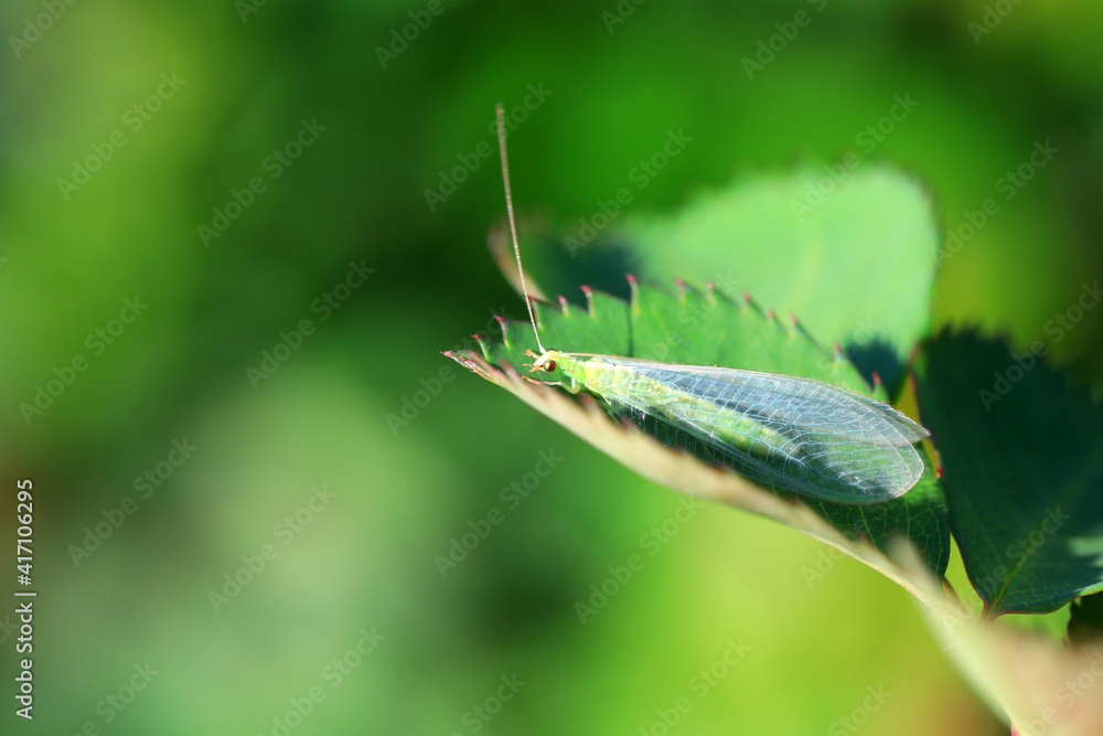 中国北方绿叶上的一种草蛉