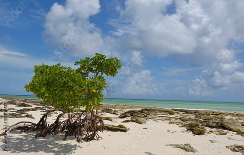 Mangroven an der Küste von Grand Bahama