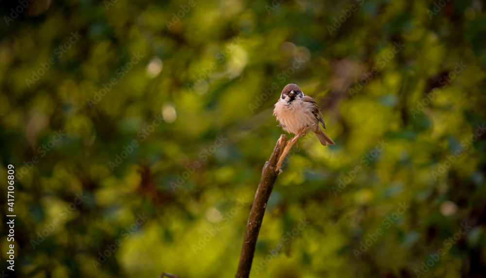 a sparrow sitting on a wooden stump on a blurred green background. Passer domesticus bird in freedom a sparrow sitting on a wooden stump on a blurred green background. Passer domesticus bird in freedom