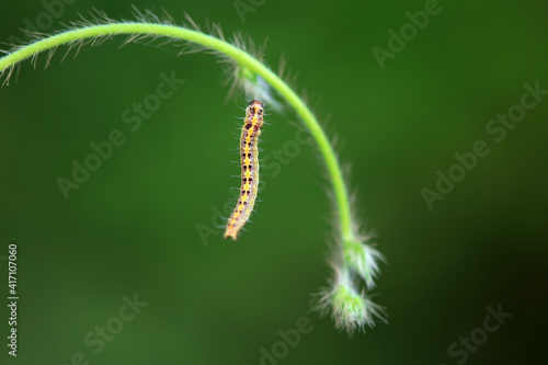 Fotografia A Lepidoptera larva in nature, North China