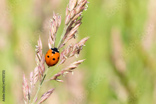 Ladybug, (coccinella septempunctata) a red beetle insect with seven spots resting on a grass seed plant stem in summer and commonly known as a ladybird or lady beetle, macro close up photo