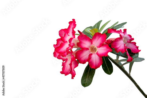Adenium or desert rose flower is medicinal herbs. (Impala Lily, Mock Azalea, Pink adenium). white background. photo