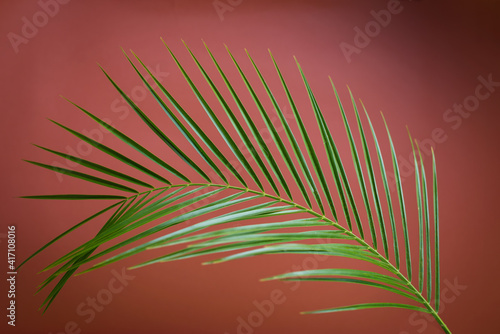 Big date palm leaf against rust color background