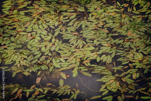 Algas y hojas sobre el agua