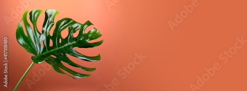 Big fresh Monstera leaf, Swiss cheese plant tropical against rust color background.