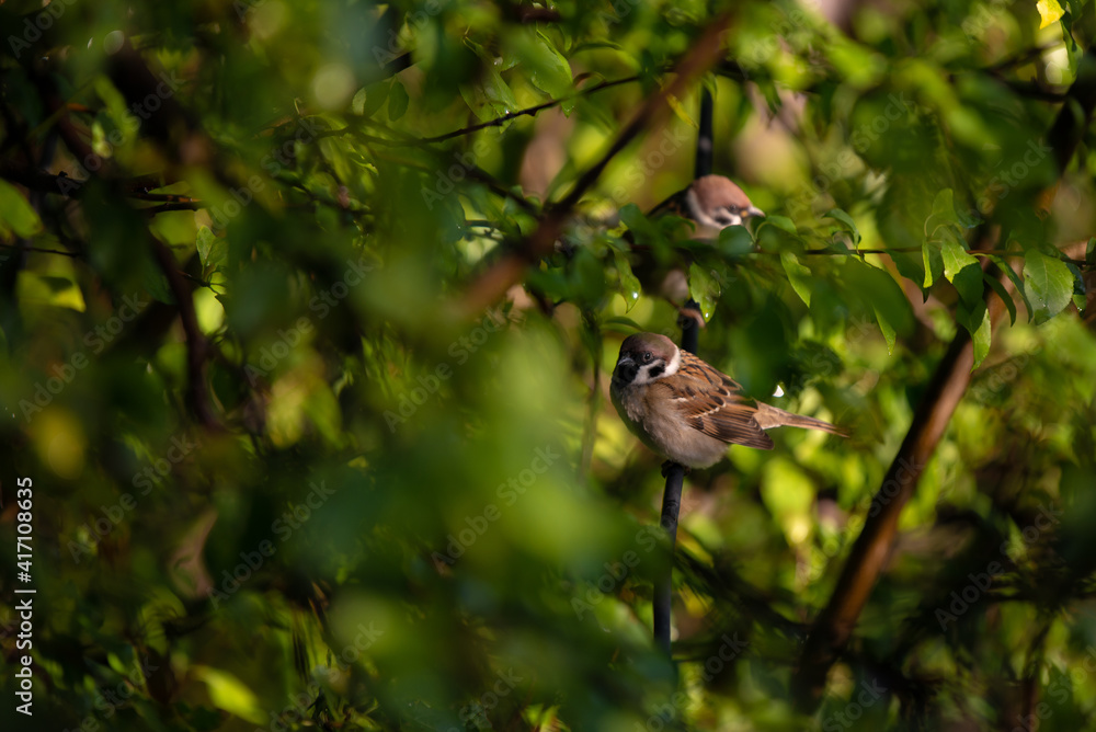 a sparrow sitting on the branches of a green tree. Passer domesticus camouflaged among the leaves early in the morning a sparrow sitting on the branches of a green tree. Passer domesticus camouflaged among the leaves early in the morning