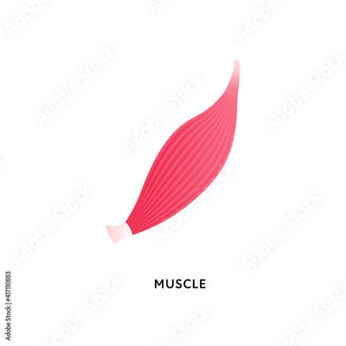 Human organ collection. Vector flat modern icon color illustration. Muscle fiber tissue anatomy isolated on white background. Design element.