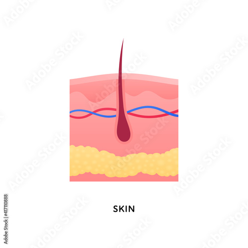 Human organ collection. Vector flat modern icon color illustration. Skin layer epidermis anatomy with hairisolated on white background. Design element.