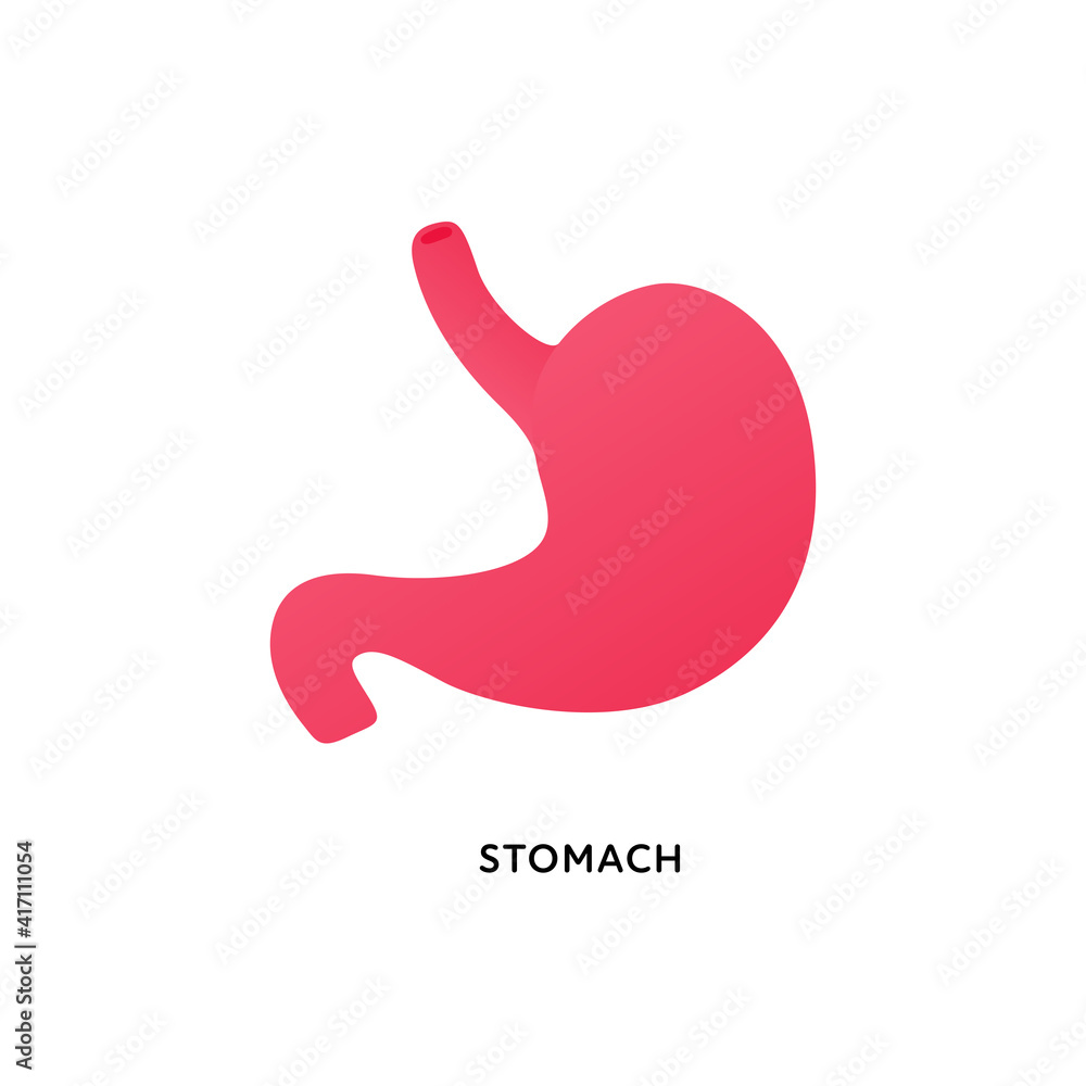 Fototapeta premium Human organ collection. Vector flat modern anatomical icon color illustration. Red stomach isolated on white background. Health care sign. Design element for gastroenterology, medicine, biology.