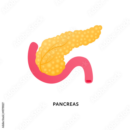Human organ collection. Vector flat modern anatomical icon color illustration. Red and yellow pancreas isolated on white background. Health care sign. Design element for gastroenterology, biology.