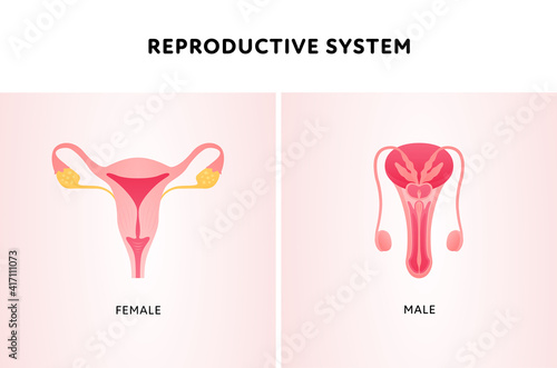 Human organ collection. Vector flat modern icon color illustration set. Female and male reproductive system anatomy for biology.