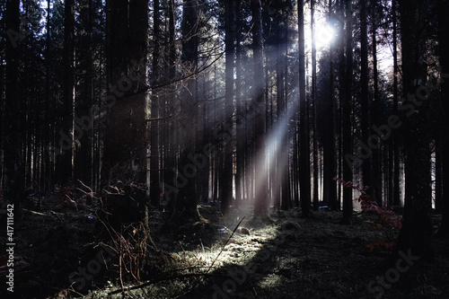Lichtstrahlen in einem Nadelwald im Winter auf der Schwäbischen Alb © Talitha