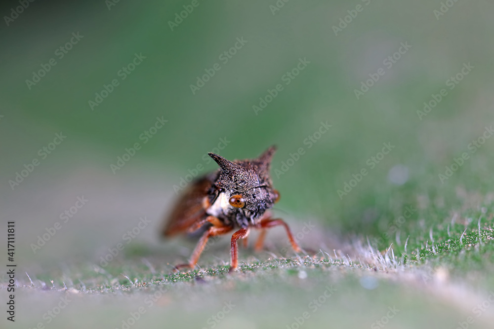 Naklejka premium Horned cicadas on wild plants, North China