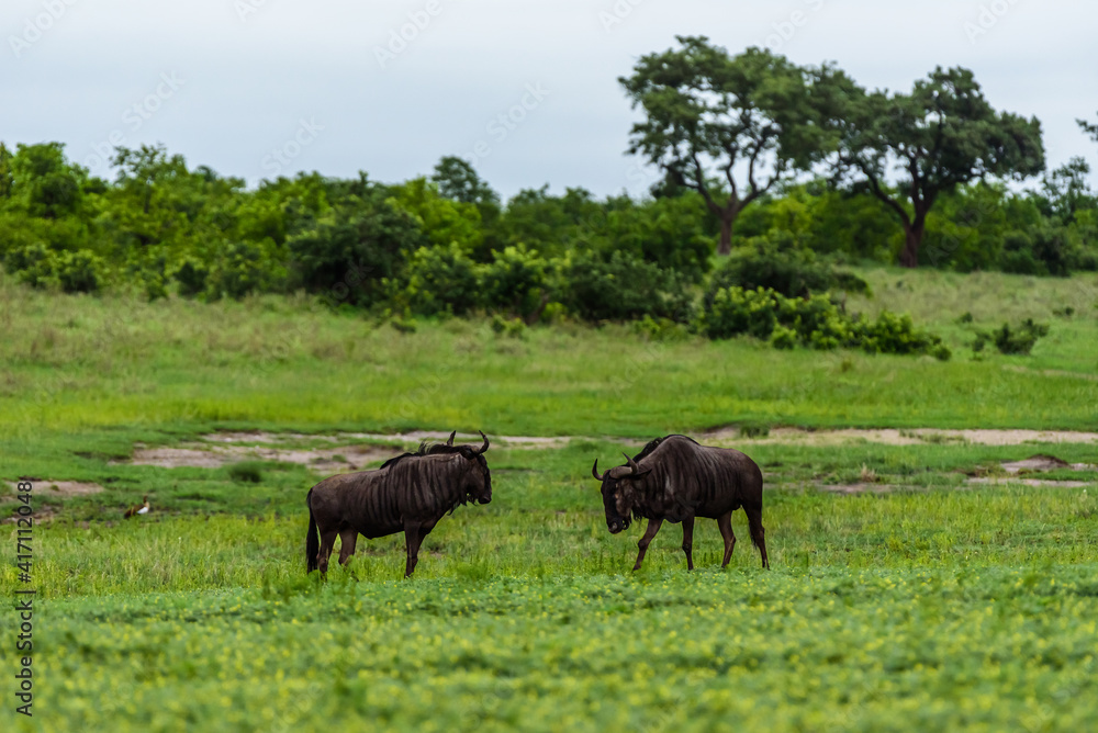 The blue wildebeest (Connochaetes taurinus), also called the common wildebeest in Kruger NP, South Africa. The blue wildebeest (Connochaetes taurinus), also called the common wildebeest in Kruger NP, South Africa.