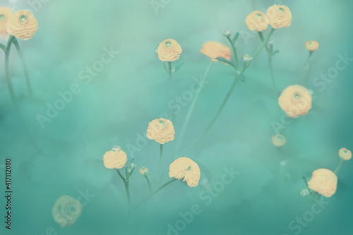 Spring nature background. Small yellow buttercup flowers on a blurred green grass background. Soft focus. Ranunculus repens pleniflorus flowers in morning haze. photo