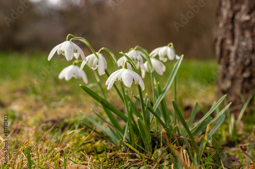 Common snowdrop bulbs are blooming in grass during early spring day at left side of an old apple tree trunk having blurred brown and green background © Evelyn