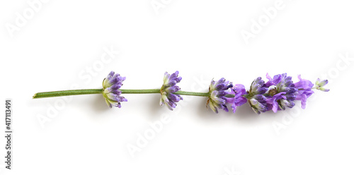 Lavender flower isolated on a white background