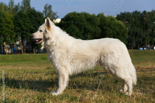 White Swiss Shepherd dog © BY-_-BY