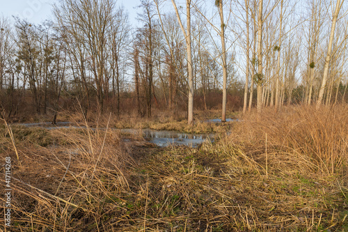 Floodplain forest - trees on which mistletoe grows.