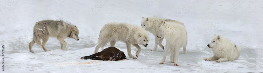 pack of white wolves hunting pack of white wolves hunting