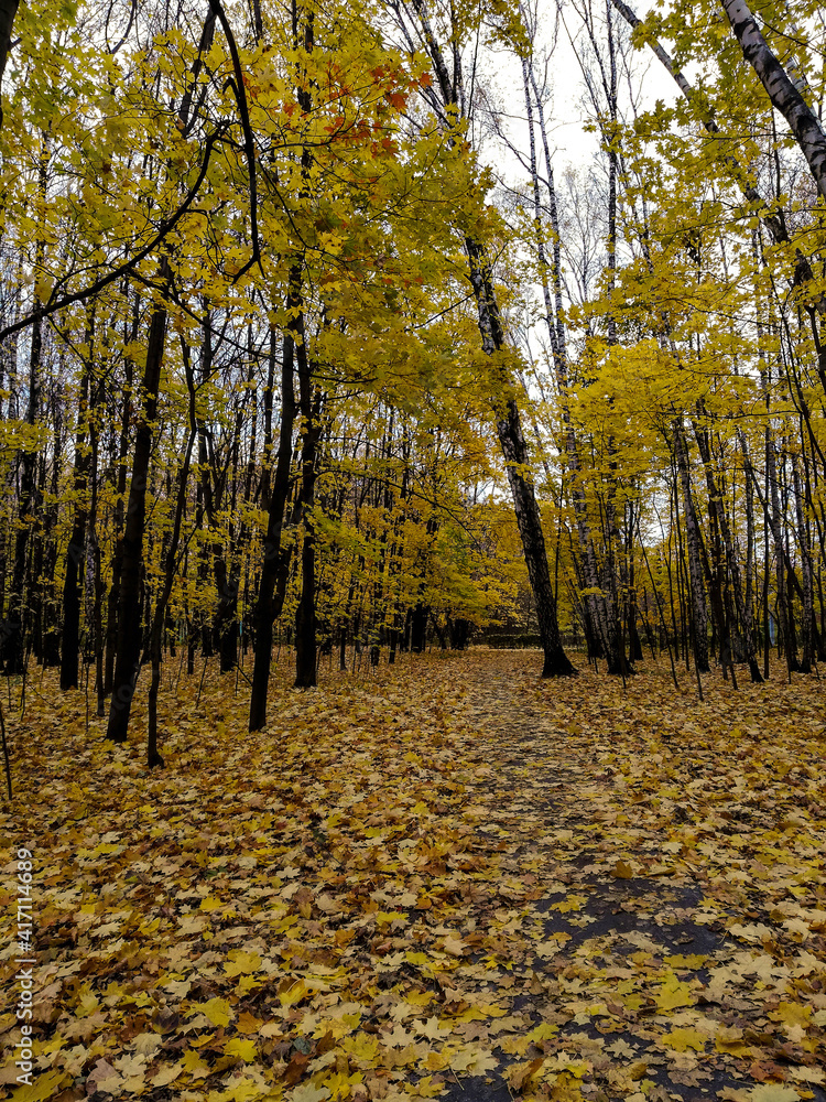 Fototapeta premium Golden autumn in the park