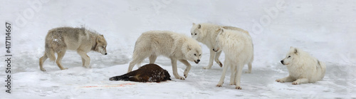 pack of white wolves hunting