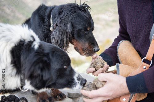 Caucasian man holds some black truffles while two dogs are smelling them.