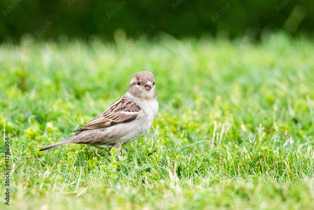 moineau moineau