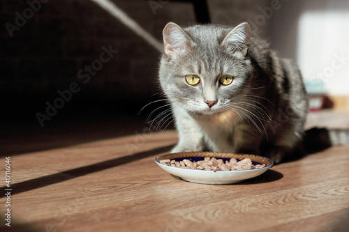 Beautiful tabby cat sitting next to a food bowl, placed on the floor next to the living room window, and eating. Selective focus