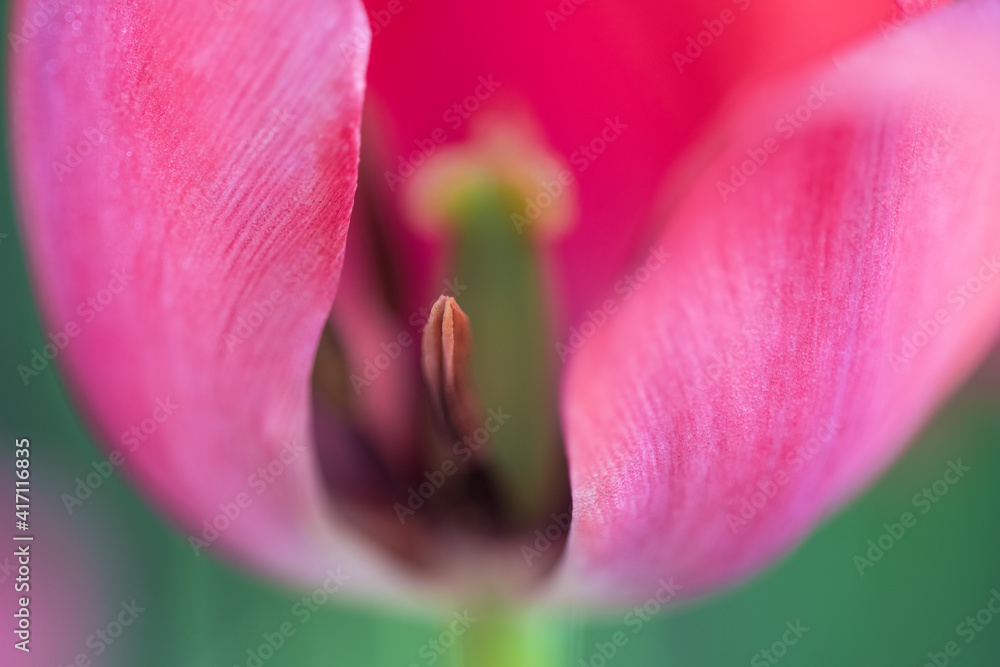 red tulip pistil and petal