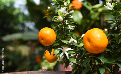 Small orange fruit growing on a tree.