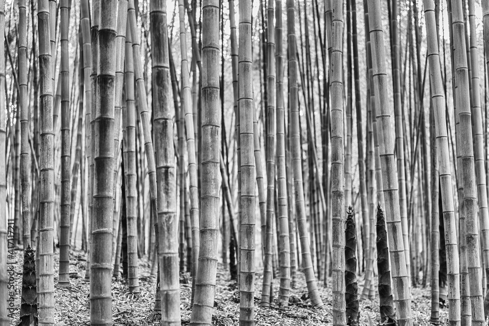 Fototapeta premium Background with foliage pattern of bamboo trees