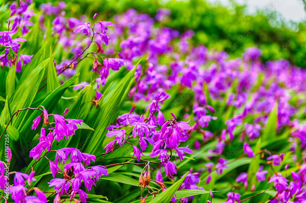 Closeup of purple flowers in a green garden Closeup of purple flowers in a green garden
