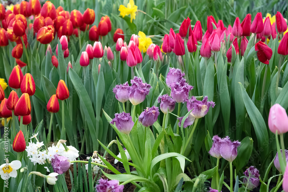 Multicolored flowerbed of yellow, white, red, purple, pink blooming tulips at flower farm field in springtime. Multicolored flowerbed of yellow, white, red, purple, pink blooming tulips at flower farm field in springtime.