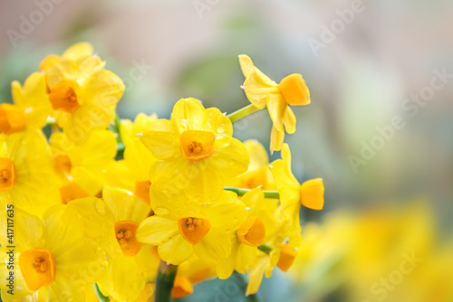 Bouquet of briight yellow daffodil flowers on blurred background