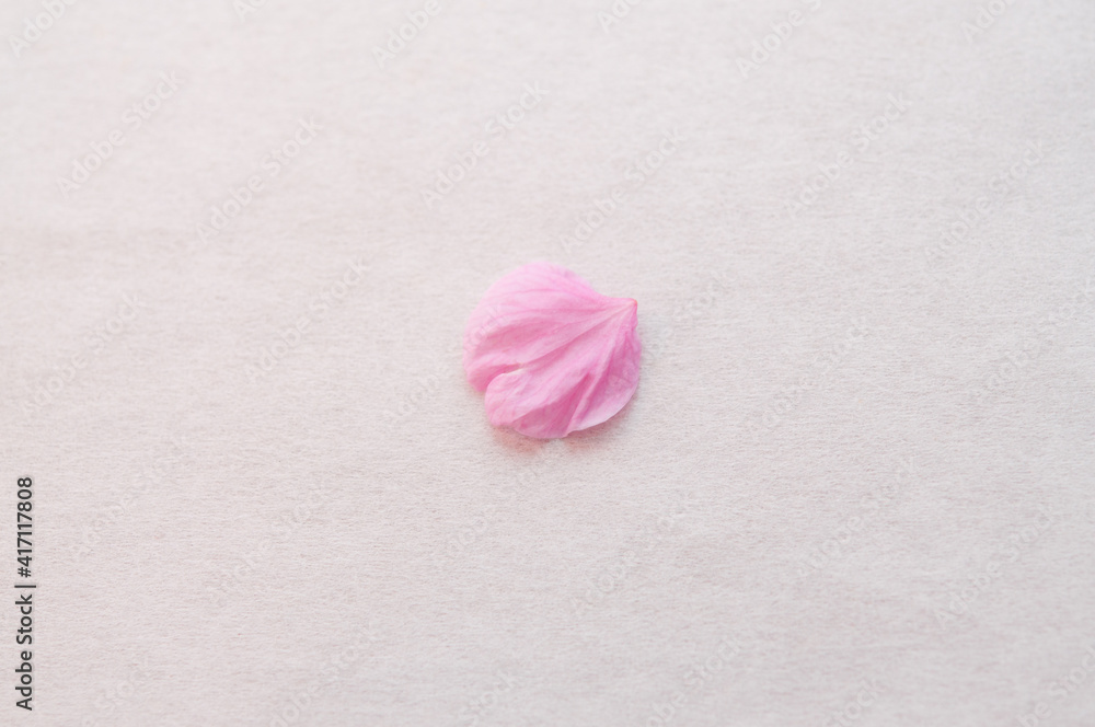 1枚の桜の花びら 背景に白い和紙 コピースペース 河津桜 春 日本 Stock Photo Adobe Stock