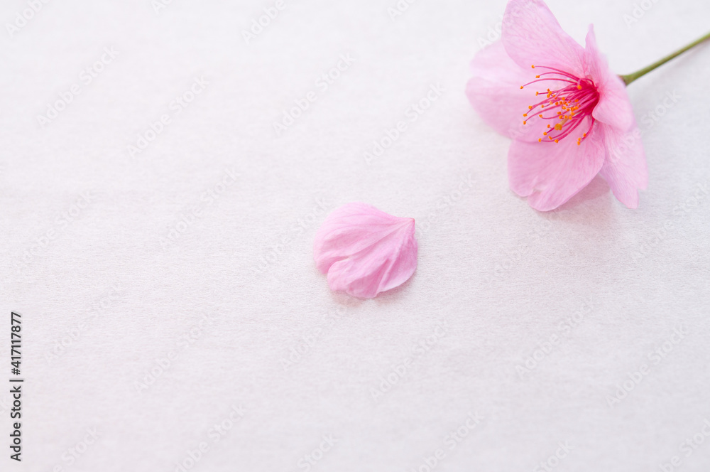 １輪の桜の花と花びら 背景に白い和紙 コピースペース 河津桜  春 日本